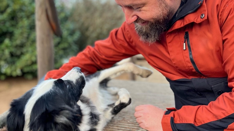 Land Rover Live Hunde